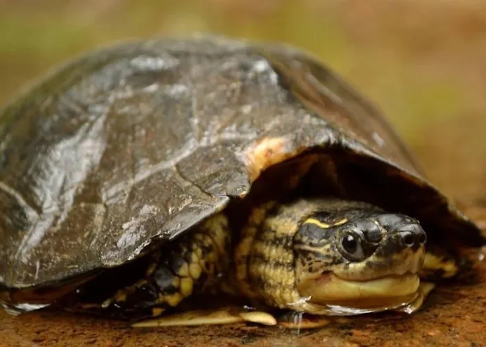 Universo Pol Bamboo Hostel